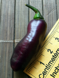 fruit of chilli pepper Pimenta de Neyde: 18-CC6-11#1
