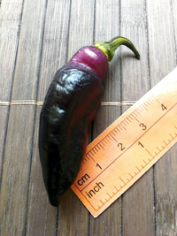 plod chilli papriky Pimenta de Neyde: 18-CC6-1#1