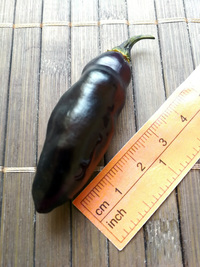 fruit of chilli pepper Pimenta de Neyde: 18-CC6-1#2