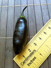 fruit of chilli pepper Pimenta de Neyde: 18-CC6-1#3