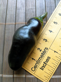 fruit of chilli pepper Pimenta de Neyde: 18-CC6-1#5