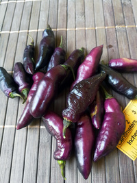 plod chilli papriky Pimenta de Neyde: 18-CC6-21#1