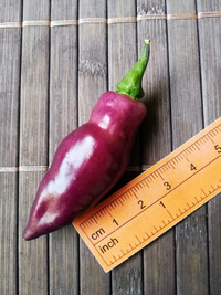 plod chilli papriky Pimenta de Neyde: 18-CC6-21#2