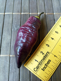 fruit of chilli pepper Pimenta de Neyde: 18-CC6-21#3