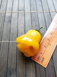 fruit of chilli pepper Trinidad Perfume: 18-CC7-1#2