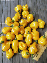 fruit of chilli pepper Trinidad Perfume: 18-CC7-1#5