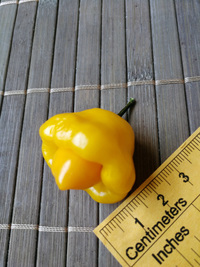 fruit of chilli pepper Trinidad Perfume: 18-CC7-2#3