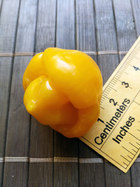 fruit of chilli pepper Trinidad Perfume: 18-CC7-2#5