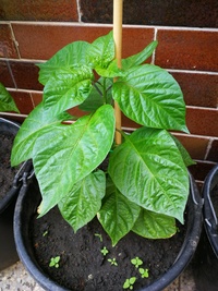 plant of chilli pepper: Trinidad Scorpion