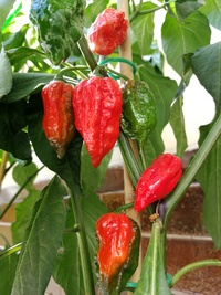 plod chilli papriky Bhut Jolokia: 18-CC9-12#7