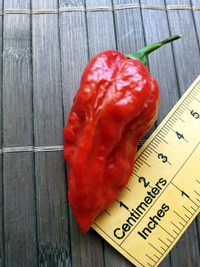 fruit of chilli pepper Bhut Jolokia: 18-CC9-12#2