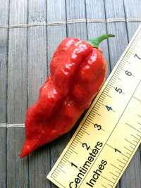fruit of chilli pepper Bhut Jolokia: 18-CC9-12#3