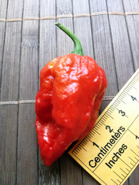 fruit of chilli pepper Bhut Jolokia: 18-CC9-12#4