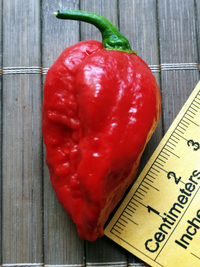 fruit of chilli pepper Bhut Jolokia: 18-CC9-21#1