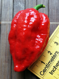 fruit of chilli pepper Bhut Jolokia: 18-CC9-21#2