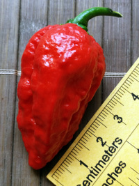 fruit of chilli pepper: Bhut Jolokia