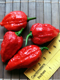fruit of chilli pepper Bhut Jolokia: 18-CC9-21#4