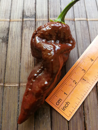 fruit of chilli pepper Bhut Jolokia Maroon: 18-CC9M-31#1