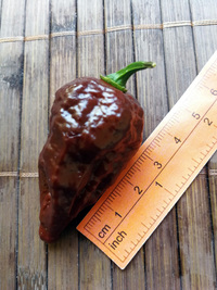 fruit of chilli pepper Bhut Jolokia Maroon: 18-CC9M-31#3