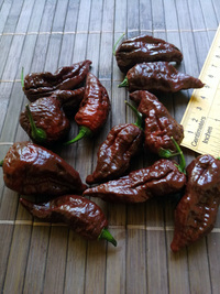 fruit of chilli pepper Bhut Jolokia Maroon: 18-CC9M-31#4