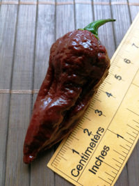 fruit of chilli pepper Bhut Jolokia Maroon: 18-CC9M-31#5
