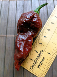 fruit of chilli pepper Bhut Jolokia Maroon: 18-CC9M-31#6