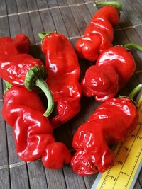 fruit of chilli pepper Peter Penis Red: 19-CA1-11#1