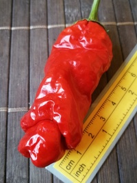 fruit of chilli pepper Peter Penis Red: 19-CA1-11#2