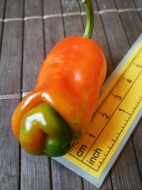 fruit of chilli pepper Peter Penis Red: 19-CA1-11#3