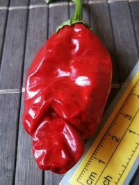 fruit of chilli pepper Peter Penis Red: 19-CA1-31#4