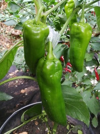 plant of chilli pepper: Capia Hungarian Red