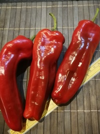 fruit of chilli pepper Capia Hungarian Red: 19-CA11-17#1