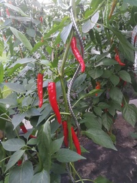 plant of chilli pepper: Cayenne Pepper Red