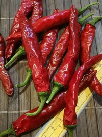 plod chilli papriky Cayenne Pepper Red: 19-CA2-12#1