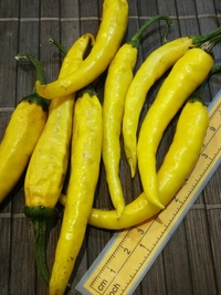 plod chilli papriky Cayenne Pepper Golden: 19-CA3-31#1