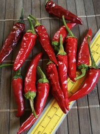 fruit of chilli pepper Cayenne Pepper Purple: 19-CA4-12#1
