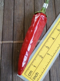 fruit of chilli pepper Cayenne Pepper Purple: 19-CA4-12#2