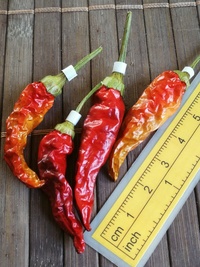 plod chilli papriky Cayenne Pepper Purple: 19-CA4-21#2