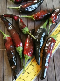 plod chilli papriky Cayenne Pepper Purple: 19-CA4-22#1