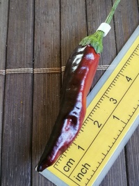 fruit of chilli pepper Cayenne Pepper Purple: 19-CA4-22#2