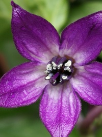 flower of chilli pepper: Cayenne Pepper Purple Long