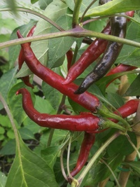 plant of chilli pepper: Cayenne Pepper Purple Long