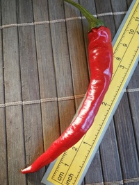 fruit of chilli pepper Cayenne Pepper Purple Long: 19-CA4L-13#2