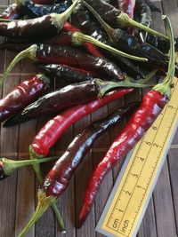 fruit of chilli pepper Cayenne Pepper Purple Long: 19-CA4L-11#1