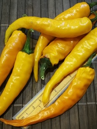 fruit of chilli pepper Cayenne Pepper Orange: 19-CA5-31#1