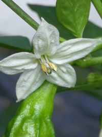 flower of chilli pepper: Cayenne Pepper Thick