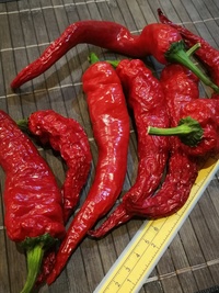 plod chilli papriky Cayenne Pepper Thick: 19-CA6-31#1