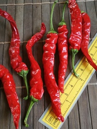 plod chilli papriky Cayenne Pepper Long Slim: 19-CA7-21#1