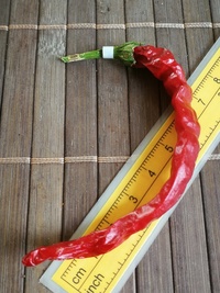 fruit of chilli pepper Cayenne Pepper Long Slim: 19-CA7-22#2