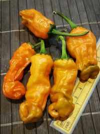 fruit of chilli pepper Peter Penis Orange: 19-CA8-21#1